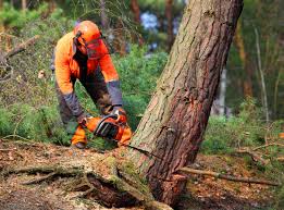 Mulching Services in Bartlett, TX