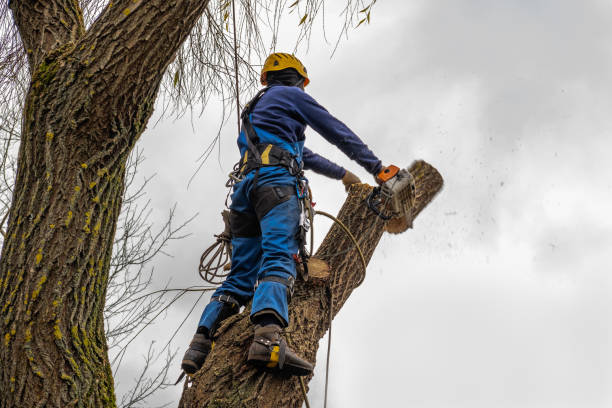 Why Choose Our Tree Removal Services in Bartlett, TX?